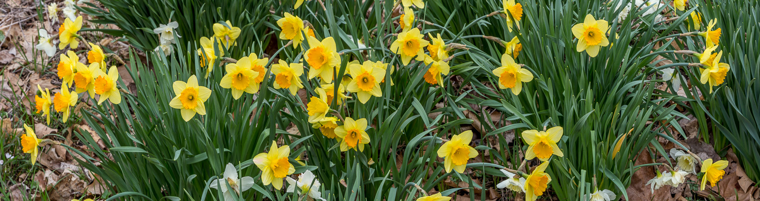 123: Daffodils -- Photo on Lamp shade by David Elmore