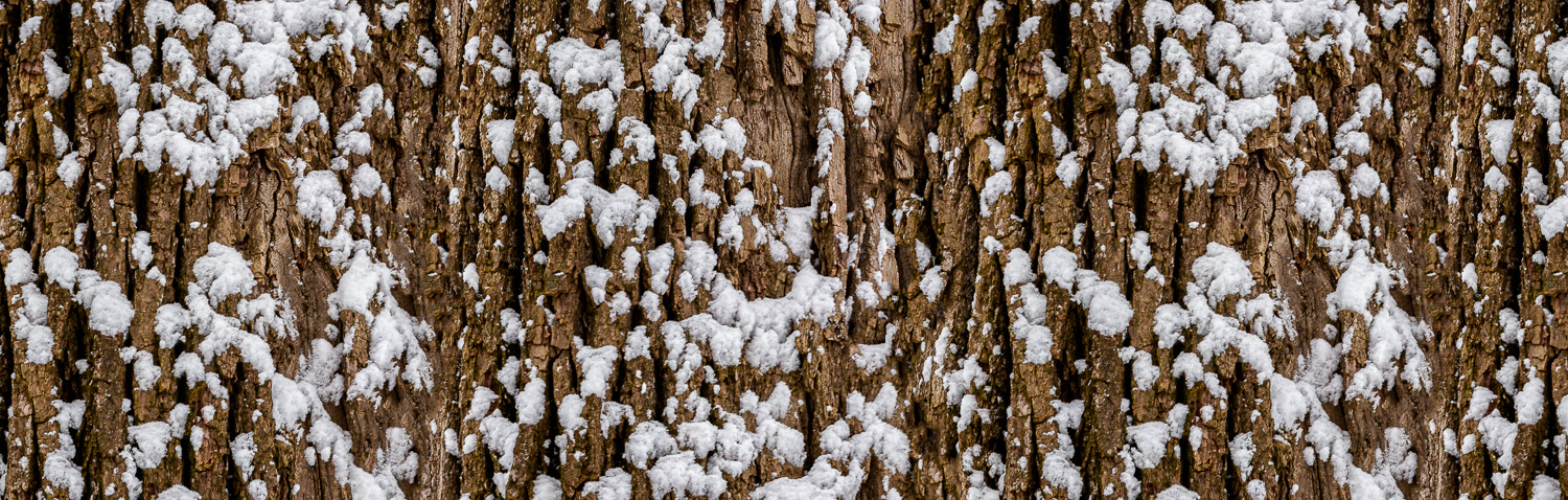 109: Snow on the bark of a cottonwood tree -- Photo on Lamp shade by David Elmore