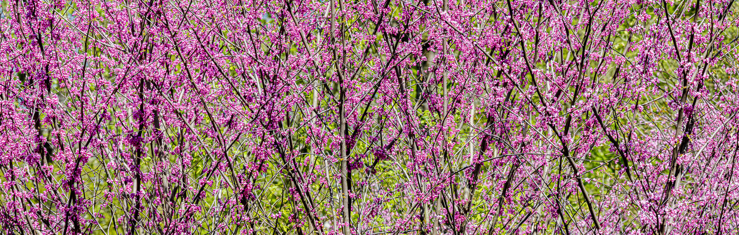 124: Redbud bloom in Indiana -- Photo on Lamp shade by David Elmore
