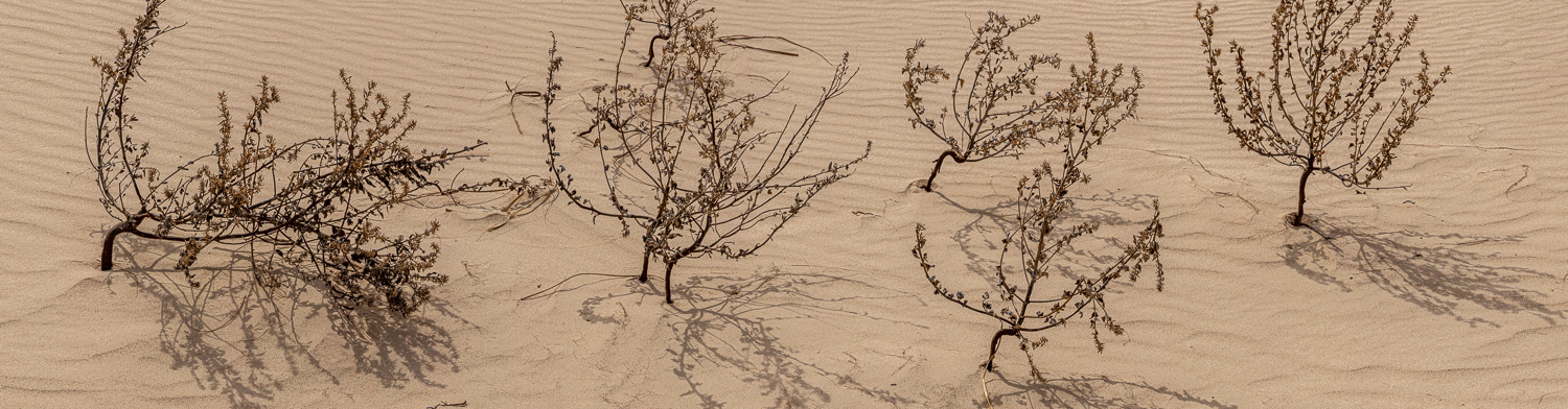 142: Weeds in sand, Monahans Sandhills State Park, Texas -- Photo on Lamp shade by David Elmore
