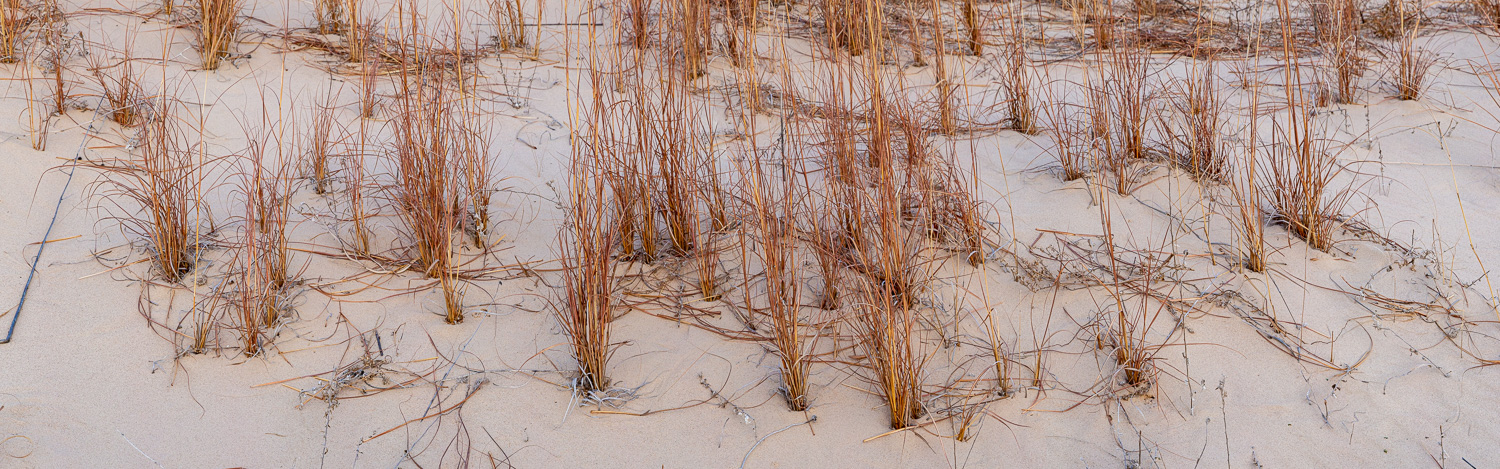 134: Grass in sand, Monahans Sandhills State Park, Texas -- Photo on Lamp shade by David Elmore